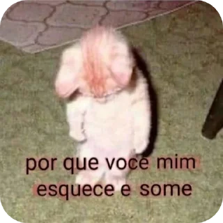 Video sticker 🤲 O QUE?????