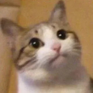 Telegram sticker 😐 funny memes | @MRcrainer