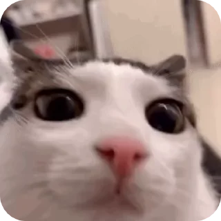 Video sticker 🙂 Больше стикеров тут: @allstickers_tg