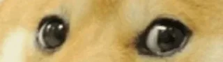 Video sticker 🤔 Pepe Eye 👀   @stickersbag