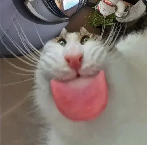 Telegram sticker 😛 Больше стиков тут: @stikery4