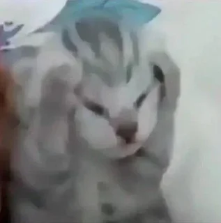 Video sticker 😖 Больше стиков тут: @stikery4