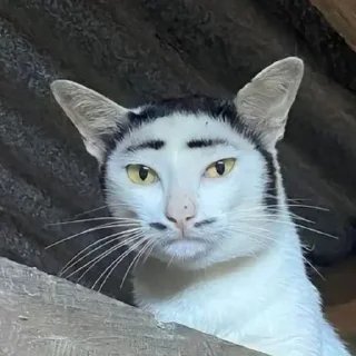 Video sticker 🧐 Больше стиков тут: @stikery4