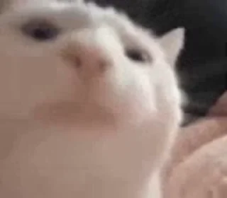 Телеграм стикер 🐱 Chapri TikTok Dance - @bauddhik_samuh