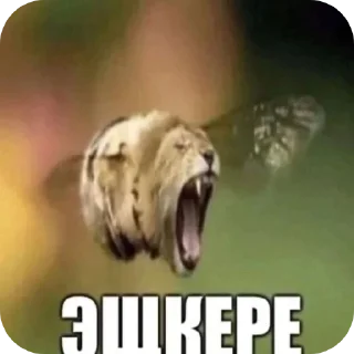 Video sticker 🖼 Дикий огурец :: @fStikBot