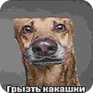 Телеграм стикер 🖼 Дикий огурец :: @fStikBot