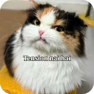 Telegram sticker 🐱 ~ｌｕｃｙ ｃａｔ'ｓ = @stickers_039 ~