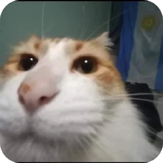 Sticker 👍 Pacotão