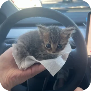 Telegram sticker 🐱 Двух хвостый пак