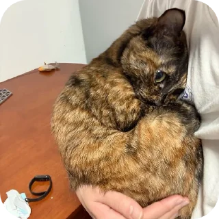 Telegram sticker 🥰 Двух хвостый пак