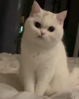 Телеграм стикер 🐈 🐱 Meine Kittys 🐱 :: @fStikBot