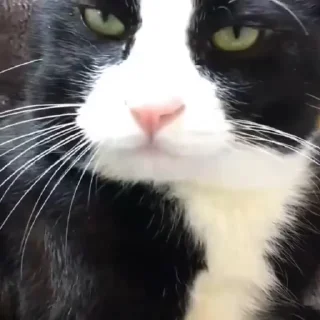 Телеграм стикер 🐈 🐱 Meine Kittys 🐱 :: @fStikBot