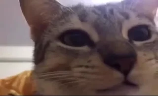 Телеграм стикер 🐈 🐱 Meine Kittys 🐱 :: @fStikBot