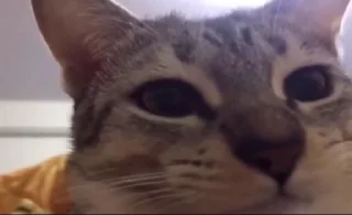 Телеграм стикер 🐈 🐱 Meine Kittys 🐱 :: @fStikBot