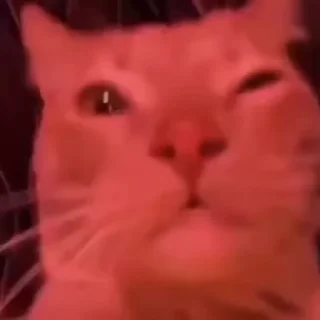 Телеграм стикер 🥳 🐱 Meine Kittys 🐱 :: @fStikBot