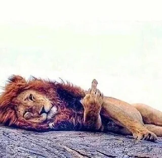 Video sticker 🖕 LOOOOOOOL