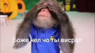 Video sticker 😁 Обезяны гифки @TgSticker
