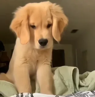 Video sticker 🙁 GoldenRetriever@nightlitestick