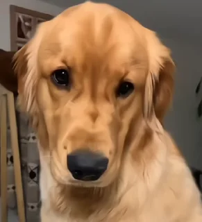 Video sticker 😔 GoldenRetriever@nightlitestick