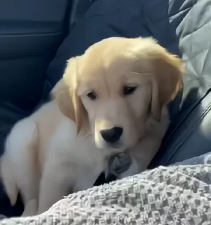 Video sticker 🥺 GoldenRetriever@nightlitestick