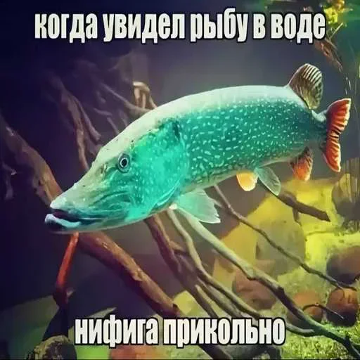 Telegram sticker 🙈 Больше стиков тут: @stikery4