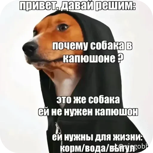 Telegram sticker 🐶 Больше стиков тут: @stikery4