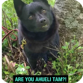 Video sticker 🐱 Сайпал @MoiStikiBot