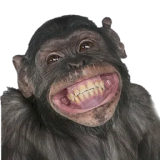 Video sticker 😁 Monkeys- @sepajus