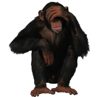 Video sticker 😑 Monkeys- @sepajus