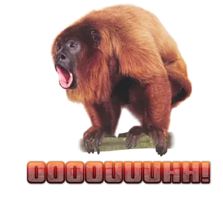 Video sticker 😵 Monkeys- @sepajus