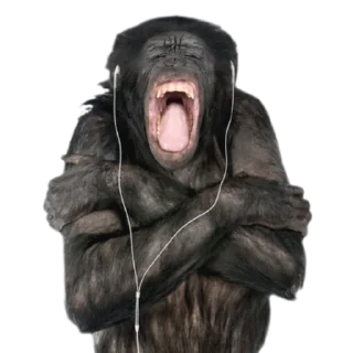 Telegram sticker 🎧 Monkeys- @sepajus