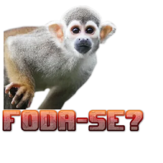Telegram sticker 🖕 Monkeys- @sepajus