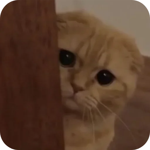 Telegram sticker 🤔 JEENEETARDS :: @fStikBot