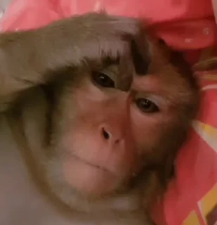 Telegram sticker 🐵 𝗙𝗔𝗩𝗦𝗧𝗜𝗖𝗞𝗘𝗥𝗦 𝗕𝗬 𝗕𝗘𝗥𝗟𝗜𝗡