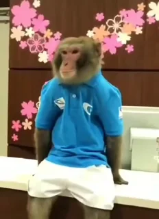 Telegram sticker 🐵 𝗙𝗔𝗩𝗦𝗧𝗜𝗖𝗞𝗘𝗥𝗦 𝗕𝗬 𝗕𝗘𝗥𝗟𝗜𝗡