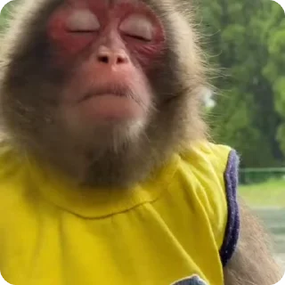 Telegram sticker 🐵 𝗙𝗔𝗩𝗦𝗧𝗜𝗖𝗞𝗘𝗥𝗦 𝗕𝗬 𝗕𝗘𝗥𝗟𝗜𝗡