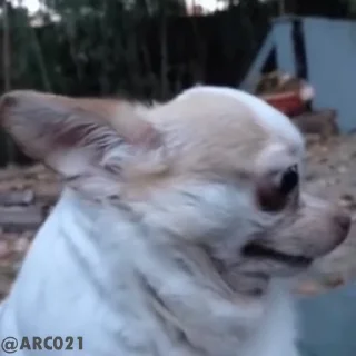 Video sticker 😶‍🌫️ Idk2