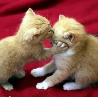 Telegram sticker 🍼 💅🏻