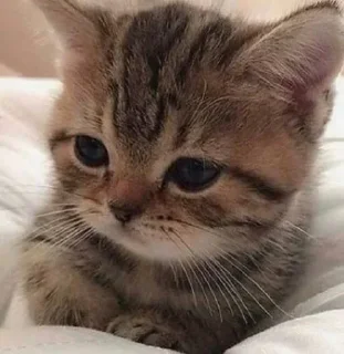 Telegram sticker 🍼 💅🏻