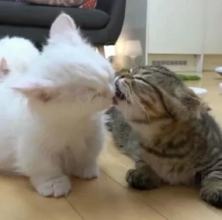 Video sticker 🍼 💅🏻