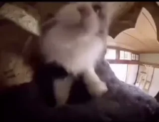 Video sticker 🐈 зелёный чай манго-ромашка :: @fStikBot