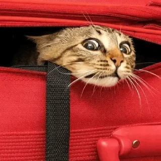 Video sticker 😑 @blackk_h_eart :: @fStikBot