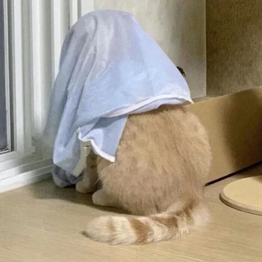 Telegram sticker 🐾 kittyz