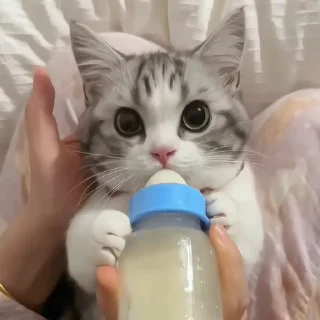 Video sticker 🐾 kittyz