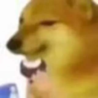 Video sticker 🤔 چلب عضه الوكت