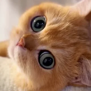 Video sticker 🐾 Больше стиков тут: @stikery4