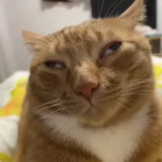 Video sticker 🐾 Больше стиков тут: @stikery4