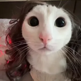 Video sticker 🐾 Больше стиков тут: @stikery4