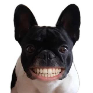 Video sticker 🐶 Vergonhas Financeiras 2.0