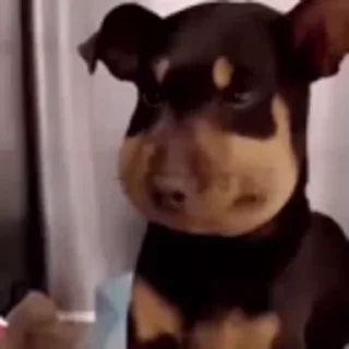 Video sticker 🤔 Figurinhas aleatórios